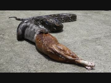 蛇さんをいじめるレスキュー隊員