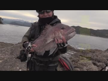 【魚釣り】 俺の刺し餌グレに届け！！part16