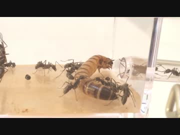 蟻戦争＃192 決着！トゲオオハリアリVSジャンボミルワーム編