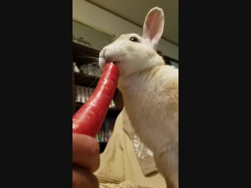 うさぎに人参を与えたらこうなった