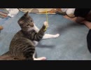 目が回っちゃう子猫