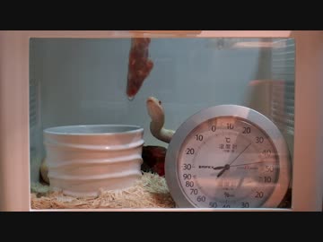 アルビノアオダイショウ 食事