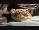 久しぶりのうずら。