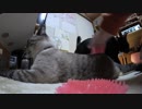 【Jean & Pont 862】ウチの保護猫片っ端からブラッシング