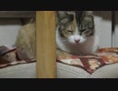 人間を監視したい半野良猫