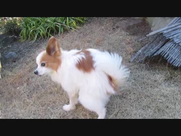 庭の散策中にウ〇コをするワンコ（パピヨン）2