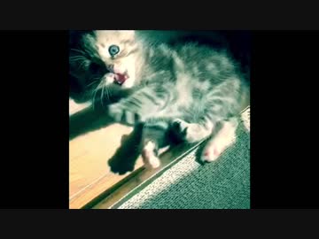 子にゃんコアスリート♪