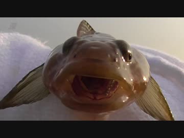 釣り動画ロマンを求めて 128釣目(前編：ふれーゆ裏）