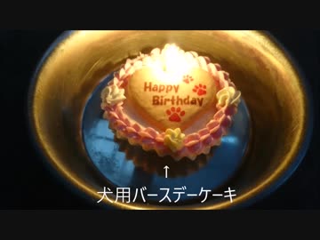 うちのナナ知りませんか？（6歳の誕生日）