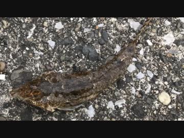 釣り動画ロマンを求めて 127釣目(うみかぜ公園）