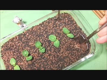 【草生えるｗ】大量のウエハース・アレンジしてみた２【ティラミス】