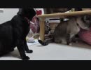 【Jean & Pont 863】ラブくんのいたずらがどんどん過激になってきた