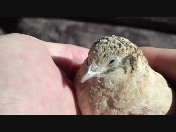 【UZR】飼い主と視聴者とうずらが気持ちよくなる動画