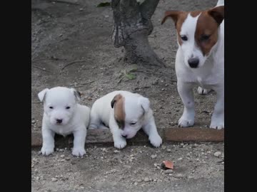 ジャックラッセルの子犬の成長記録動画