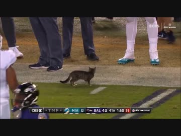 アメフトの試合に動物乱入シリーズ