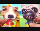 ホモと見るゴルドスマッシュ姉貴チルドレン.puppuchan