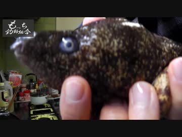 釣って来た「ウツボ」で絶品フルコース！