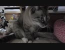 【Jean & Pont 867】仕事に追われるパパにママ一人で怪獣の相手をする