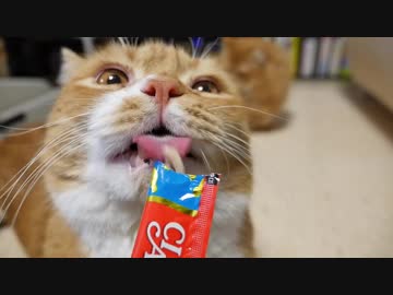 【マンチカンズ】ちゅーる大好き猫一家2