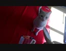 煮干しの日だから(=^･ω･^)ﾉ☆ヤンチャ♂猫２才５ヶ月