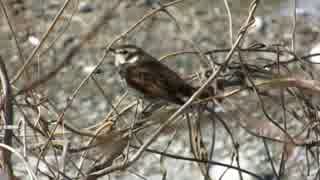 野鳥シリーズ　ツグミ ････鮎川河川敷