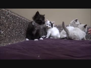 (∪´・ω・)→（∪＾ω＾）捨て犬保護シリーズ　62