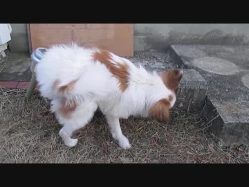 同じ場所で繰り返しオシッコするワンコ（パピヨン）