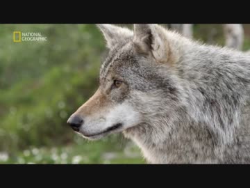 シベリアのフレンズ