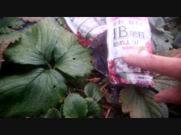 本気農業　「いちご」つくって400万稼ぐ　その８.5 　特別篇　実況動画