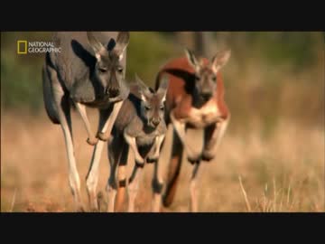 オーストラリアのフレンズ「砂漠のカンガルー」