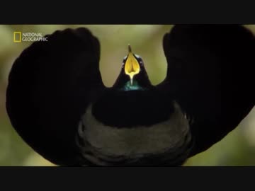 オーストラリアのフレンズ「世界最古の熱帯雨林」