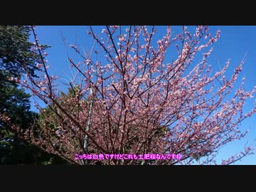 【ゆかり車載】春を先取り！桜を見に行ってきた【VTR250】