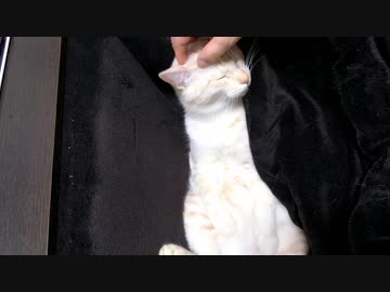 野性味が見当たらない猫
