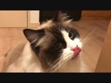 モフモフ猫の妹もやっぱりモフモフ