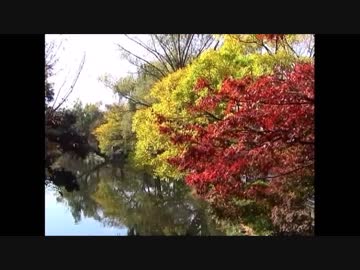 【音楽と景観と野鳥】秋染まり始めの石神井公園
