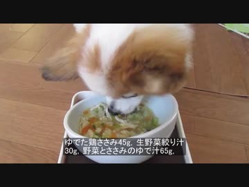 ガツガツ食べるワンコ（パピヨン）