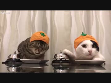 CATS_RING_BELL_WHEN_THEY_WANT_FOOD　猫は食べたい時金を鳴らす