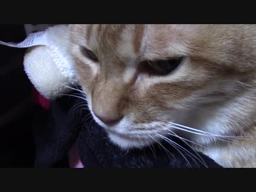 拾いねこ＠生後2042/2009日目　お出迎えー・・・しない！