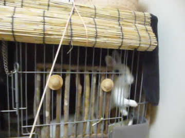 兎公方様の御成り