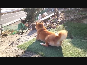 うちの、見張り中の柴犬くん