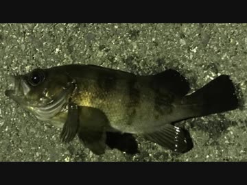 釣り動画ロマンを求めて 128釣目(後編：ふれーゆ裏）