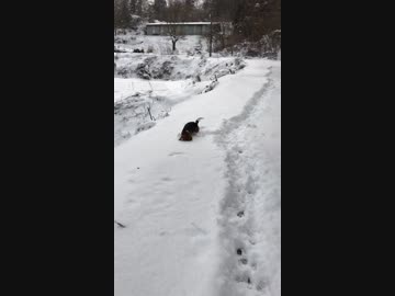 雪ふったときのうちの犬