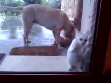 ガラスの前でダンスする猫