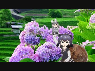 アフリカマイマイカタツムリ