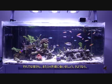 120cm水槽でサンゴを育てよう！ part6 飼育終了