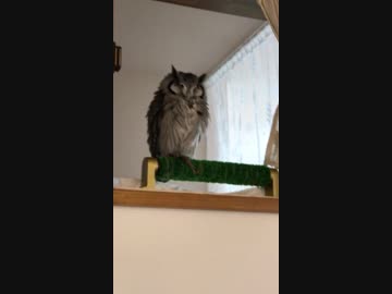 ねむーいフクロウ