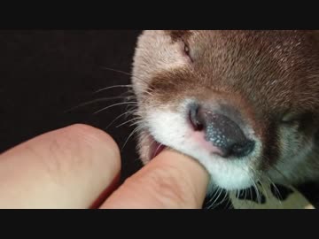 カワウソちぃたん☆が寝ぼけながら指をチューチューする