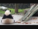2017/11/02　熊猫楽園の泰山&宝宝 兄妹