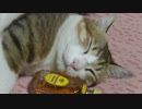 お酒が大好きな酔っ払い猫