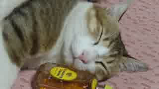 お酒が大好きな酔っ払い猫